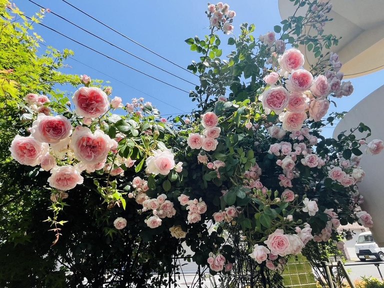 イベント画像